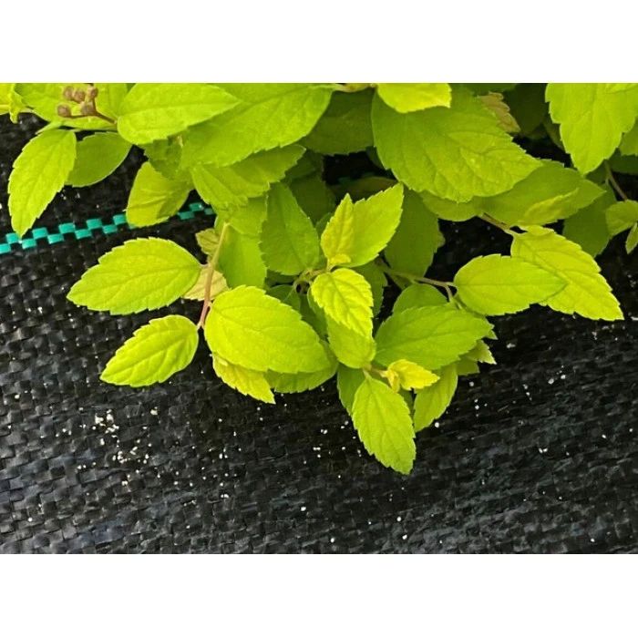 Агротканина 100 г/м² Bonro 1,1x50 м чорна