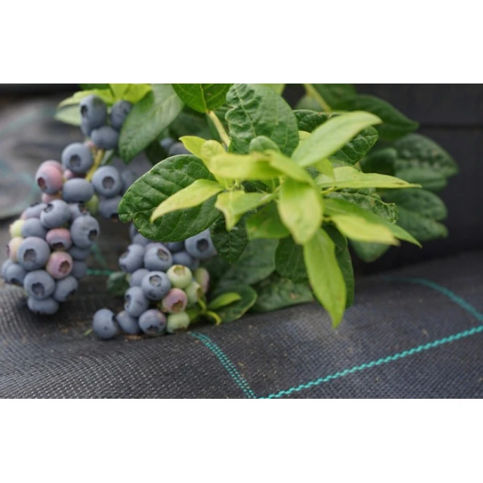 Агротканина 100 г/м² Bonro 1,1x50 м чорна