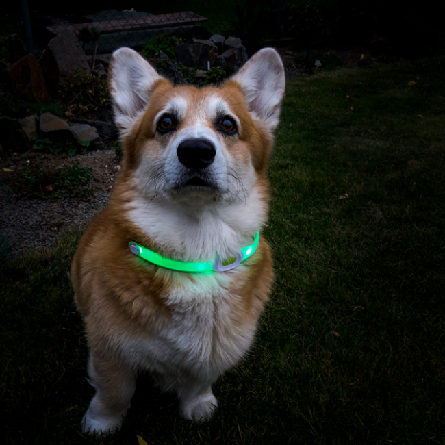 Собачий ошейник LED Light Petsaber Maxi