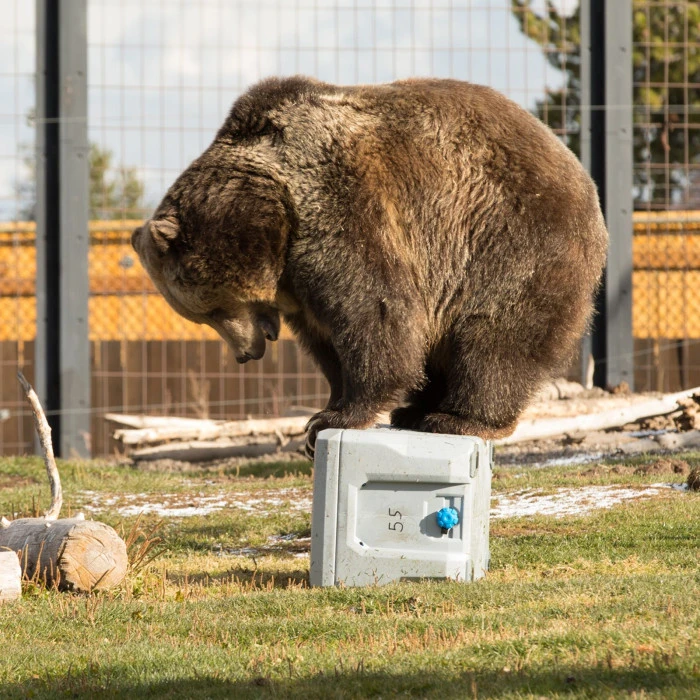 Дорожный холодильник LIFETIME 52 L