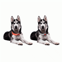 Собачий ошейник LED Light Petsaber Mini