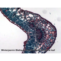 Набор микропрепаратов Bresser 50 шт (5986002)