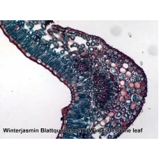 Набор микропрепаратов Bresser 50 шт (5986002)