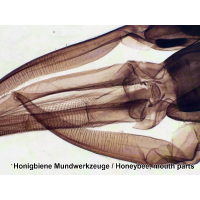 Набор микропрепаратов Bresser 50 шт (5986002)