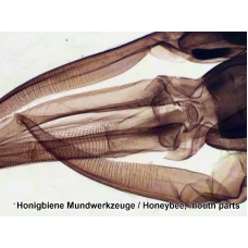 Набор микропрепаратов Bresser 50 шт (5986002)