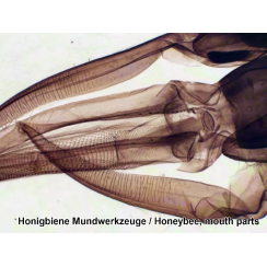 Набор микропрепаратов Bresser 50 шт (5986002)