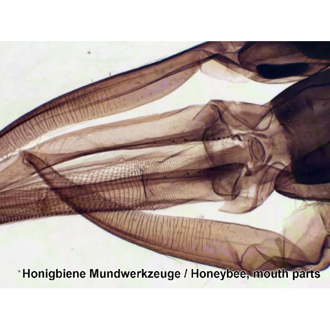 Набор микропрепаратов Bresser 50 шт (5986002)