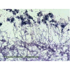 Набор микропрепаратов Bresser 50 шт (5986002)