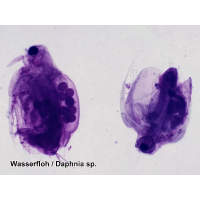 Набор микропрепаратов Bresser 50 шт (5986002)