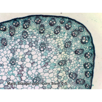 Набор микропрепаратов Bresser 50 шт (5986002)