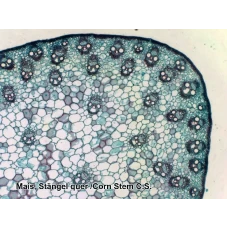 Набор микропрепаратов Bresser 50 шт (5986002)