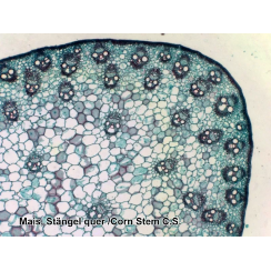 Набор микропрепаратов Bresser 50 шт (5986002)