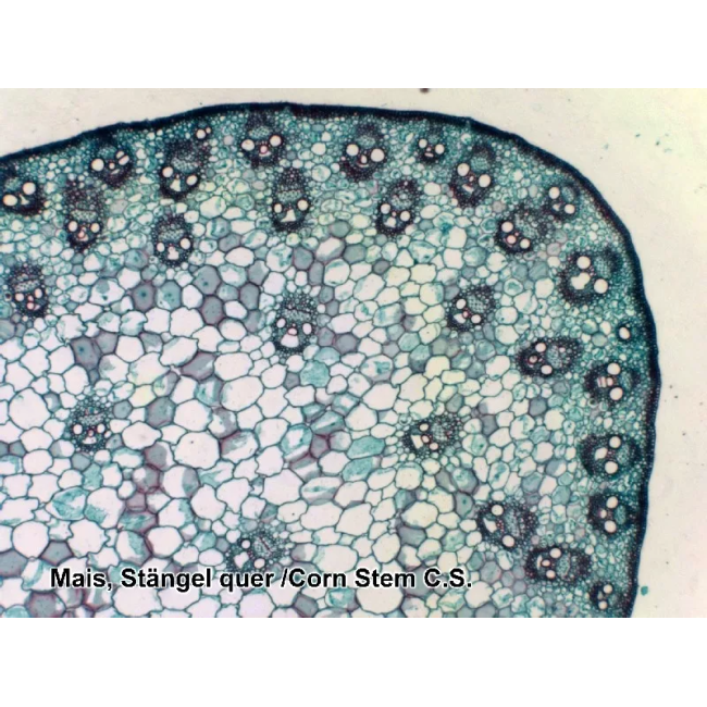 Набор микропрепаратов Bresser 50 шт (5986002)