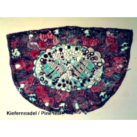 Набор микропрепаратов Bresser 50 шт (5986002)