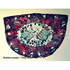 Набор микропрепаратов Bresser 50 шт (5986002)