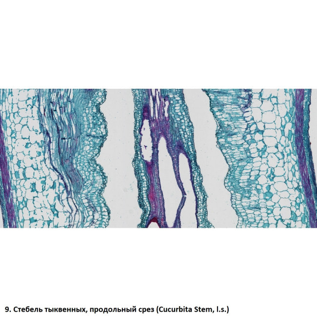 Набор препаратов Optima Общая биология E (100 шт.) (S-003.4)