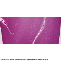 Набор препаратов Optima Общая биология E (100 шт.) (S-003.4)