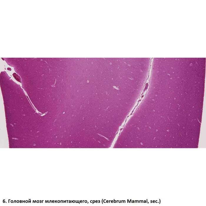 Набор препаратов Optima Общая биология E (100 шт.) (S-003.4)