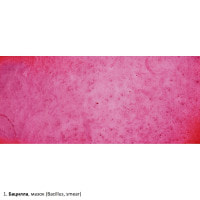 Набор препаратов Optima Общая биология E (100 шт.) (S-003.4)