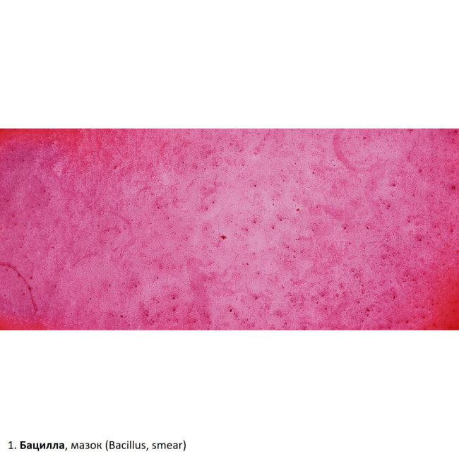 Набор препаратов Optima Общая биология E (100 шт.) (S-003.4)