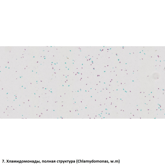 Набор препаратов Optima Общая биология E (100 шт.) (S-003.4)