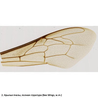 Набор препаратов Optima Общая биология E (100 шт.) (S-003.4)