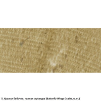 Набор препаратов Optima Общая биология E (100 шт.) (S-003.4)