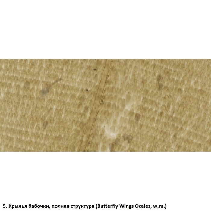 Набор препаратов Optima Общая биология E (100 шт.) (S-003.4)