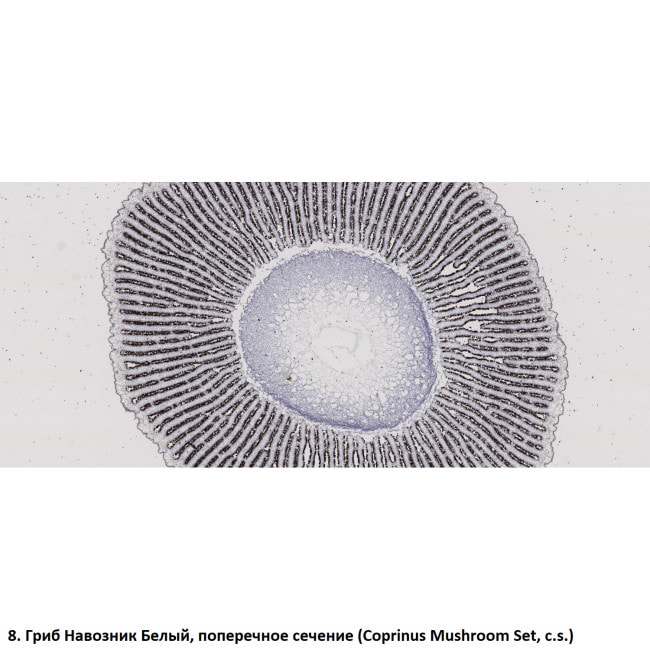 Набор препаратов Optima Общая биология E (100 шт.) (S-003.4)