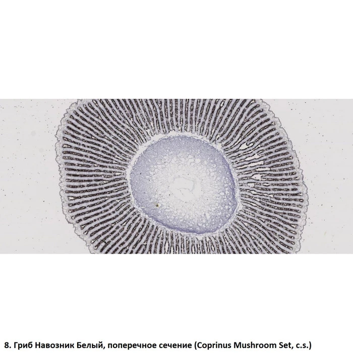 Набор препаратов Optima Общая биология E (100 шт.) (S-003.4)