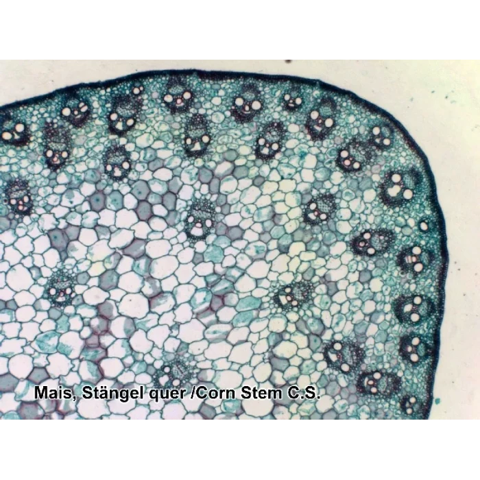 Набор микропрепаратов Bresser 100 шт (5986003)