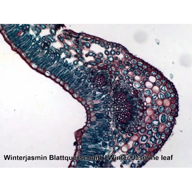 Набор микропрепаратов Bresser 100 шт (5986003)