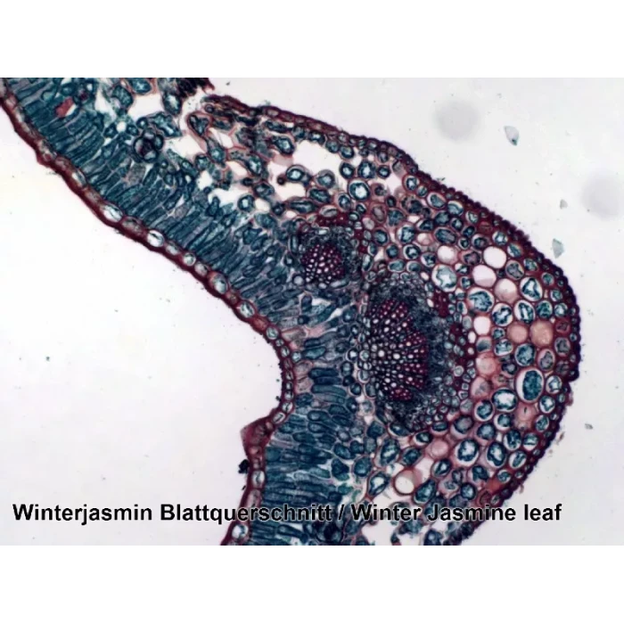 Набор микропрепаратов Bresser 100 шт (5986003)