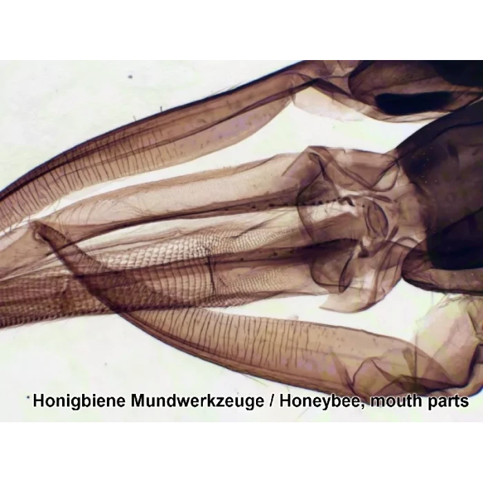 Набор микропрепаратов Bresser 100 шт (5986003)