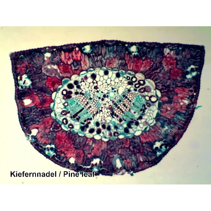 Набор микропрепаратов Bresser 100 шт (5986003)