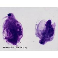 Набор микропрепаратов Bresser 100 шт (5986003)