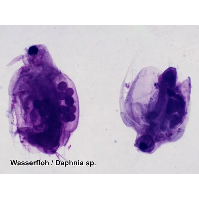 Набор микропрепаратов Bresser 100 шт (5986003)