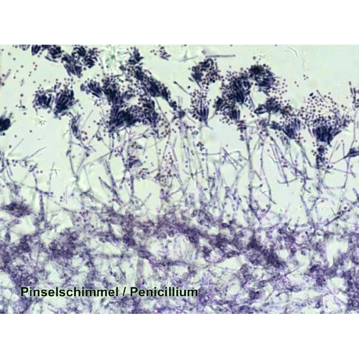 Набор микропрепаратов Bresser 100 шт (5986003)