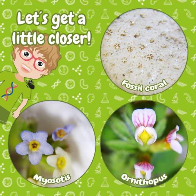 Микроскоп Bresser Junior 20x Magnification (8856500)