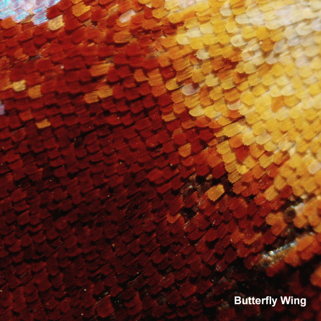 Микроскоп Bresser Biolux LCD Touch 5MP HDMI 30x-1200x (5201020)