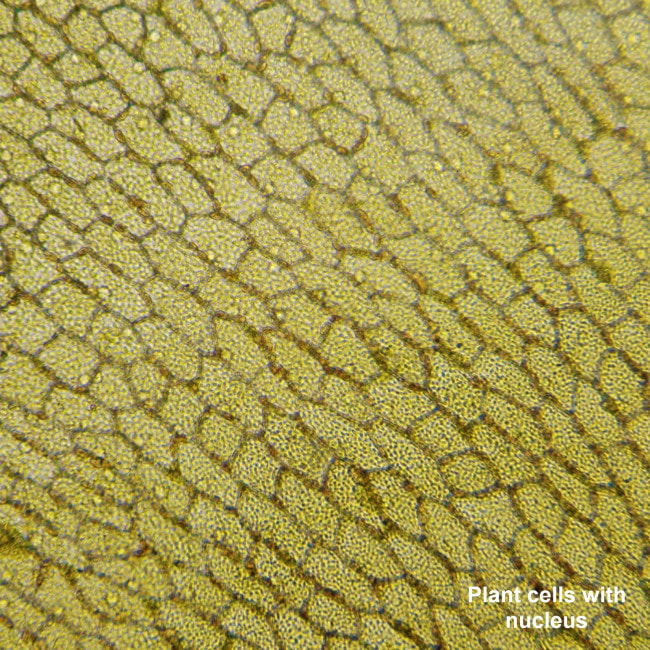 Микроскоп Bresser Biolux LCD Touch 5MP HDMI 30x-1200x (5201020)