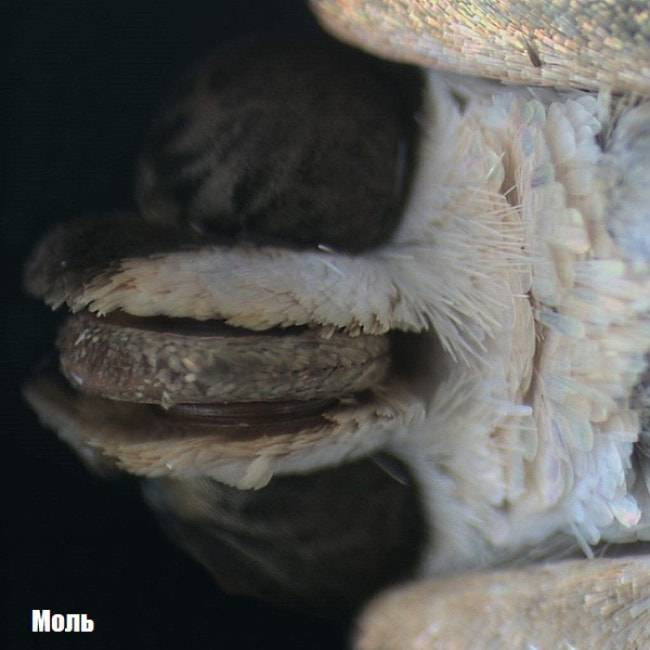 Микроскоп National Geographic Stereo 20x (9119000)