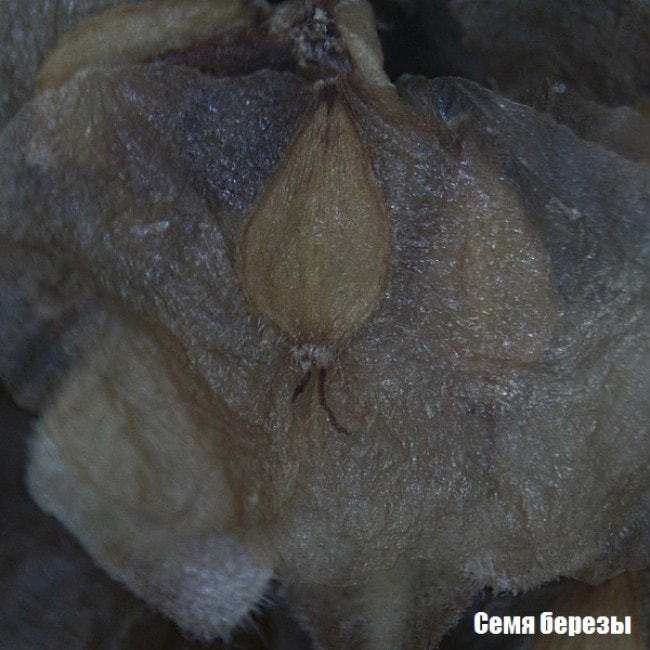 Микроскоп National Geographic Stereo 20x (9119000)