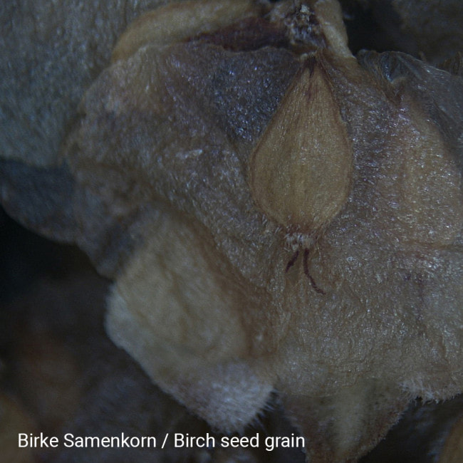 Микроскоп National Geographic Stereo 20x (9119000)