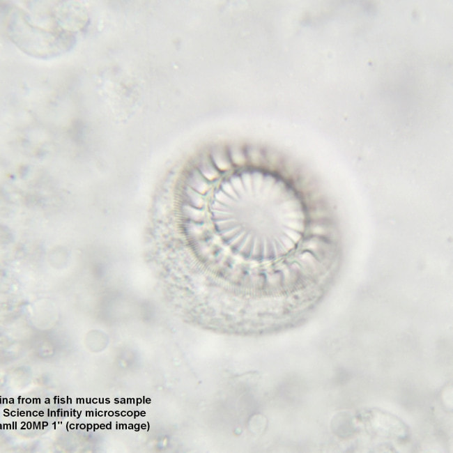 Микроскоп Bresser Science Infinity 30 (5760700)