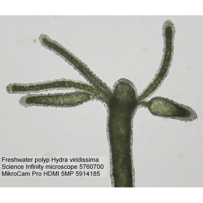 Микроскоп Bresser Science Infinity 30 (5760700)