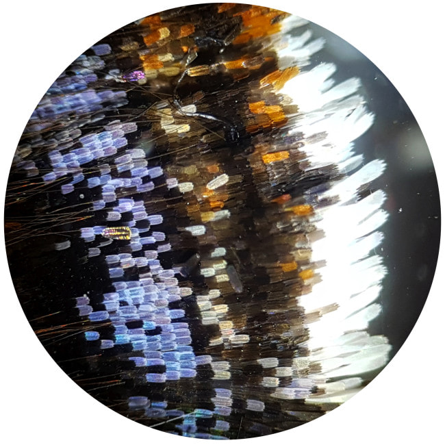 Микроскоп Bresser Biolux NV 20-1280x HD USB Camera с кейсом (5116200)