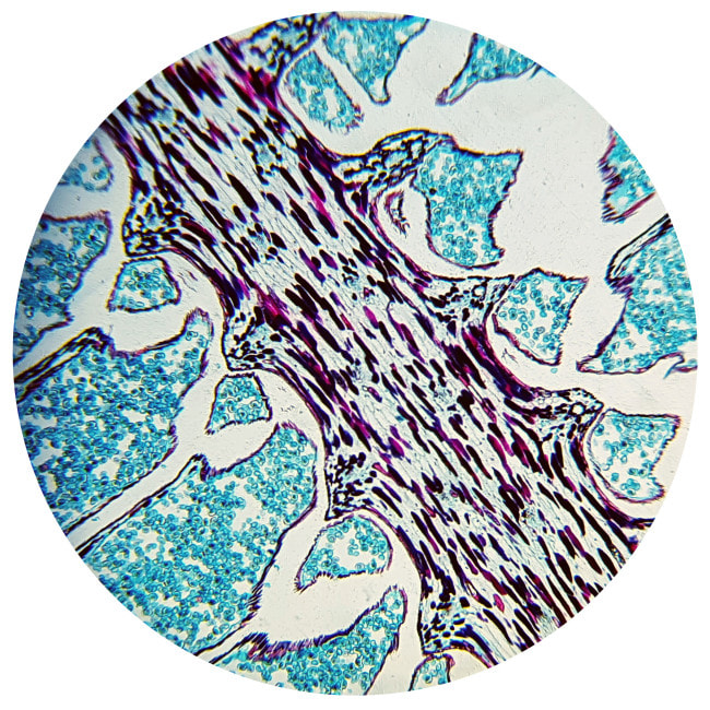 Микроскоп Bresser Biolux NV 20-1280x HD USB Camera с кейсом (5116200)