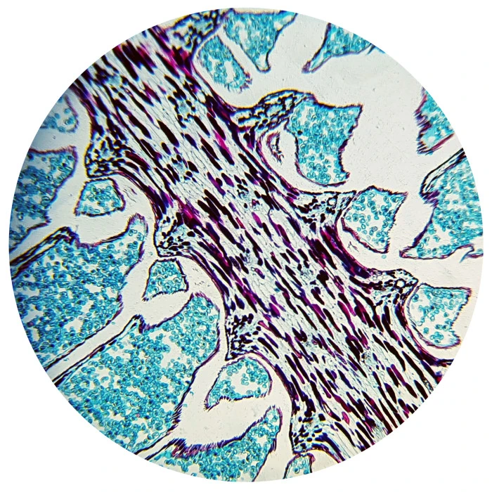 Микроскоп Bresser Biolux NV 20-1280x HD USB Camera с кейсом (5116200)