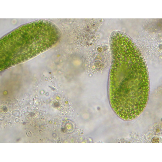 Микроскоп Bresser Trino Researcher 40x-1000x (5723100)